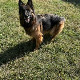 Stella - German Shepherd