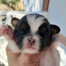 Parker - Black and white male Shih Tzu puppy in Silver Springs, Nevada from Meadowlyn's Dream Shih Tzu