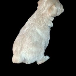 Bubbles - Parti female Miniature Schnauzer puppy in Silsbee, Texas from Kisses cuddles and snuggles