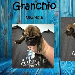 Granchio - Fawn male Great Dane puppy in Medford, New York from Alchemy Danes