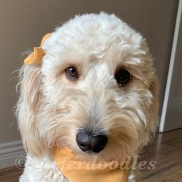 Harbour - Goldendoodle