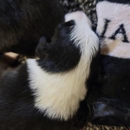 Girl 3 - female Border Collie puppy in Aberdeen, Washington from Misty Mountain Border Collies