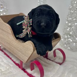 Sparkler (Teal) - Black male Australian Labradoodle puppy in Citrus Heights, California from Elite Blend Labradoodles