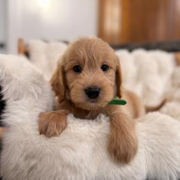 Boy 2 - Red  male Goldendoodle puppy in North Royalton, Ohio from Johnson's Doodles