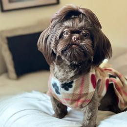 Zoey - Shih Tzu