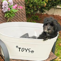 Shelton - Black male Morkie puppy in Merrimack, New Hampshire from Morkie Puppies of NH