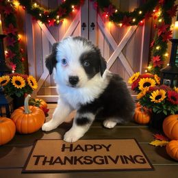 Evie - Blue merle female Miniature American Shepherd puppy in Godley, Texas from Flying H Toy and Mini Aussies