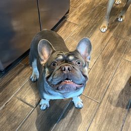 Zeus - French Bulldog