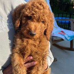Lime green - Red  male Goldendoodle puppy in Indian Trail, North Carolina from Castleberry Doodles and Poodles