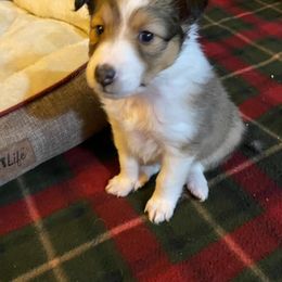 Shetland Sheepdog Puppies from Country Chic Shelties