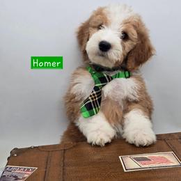 Homer - Red male Bernedoodle puppy in Neillsville, Wisconsin from Granton Creek