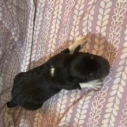 King Triton - Black & white Australian Shepherd puppy in Lee, Florida from Lovey-dovey Aussies & Yorkies