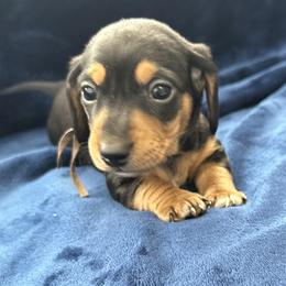 Baxter - Black and tan male Dachshund puppy in Memphis, Tennessee from River City Doxies