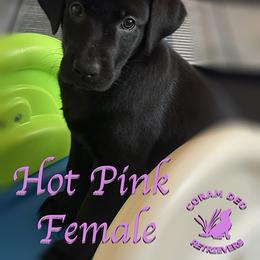 Hot Pink Female - Black female Labrador Retriever puppy in Greater Houston Area, Texas from Coram Deo Retrievers