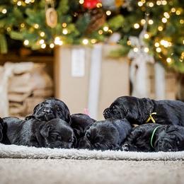 Labrador Retriever Puppies from Mid-Columbia Labradors