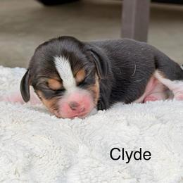 Clyde - Black tan and white male Beagle puppy in Mansfield, Missouri from Rippee Creek Kennel