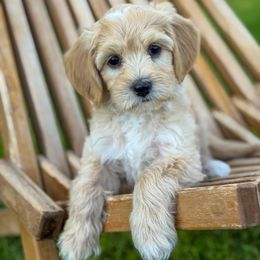 Phoebe - female Golden Mountain Doodle puppy in Twin Falls, Idaho from Magic Valley Family Doodles