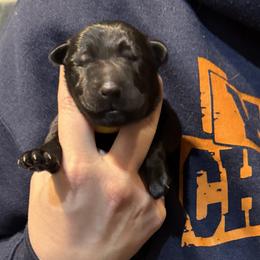 Yellow Collar - Black male German Shepherd puppy in Barnhart, Missouri from Combat Creek German Shepherds