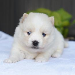 Lucky - White male Pomsky puppy in Coos Bay, Oregon from Ocean View Pomskies
