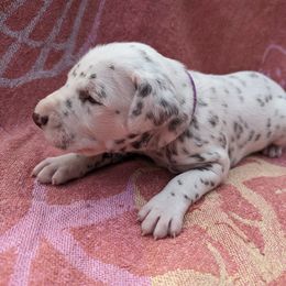 Boy 4 - White and liver brown Dalmatian puppy in Springfield, Ohio from Freeze Farms