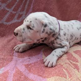 Boy 4 - White and liver brown Dalmatian puppy in Springfield, Ohio from Freeze Farms