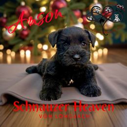 Anson AKC - Black male Miniature Schnauzer puppy in Pelzer, South Carolina from Schnauzer Heaven Von Longbach