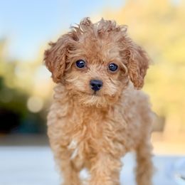 Nibbles - Red  male Poodle puppy in Santa Clarita, California from Hollywood Mini Pets