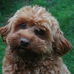 Australian Labradoodles from Pacific Rim Labradoodles