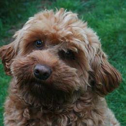 Australian Labradoodles from Pacific Rim Labradoodles