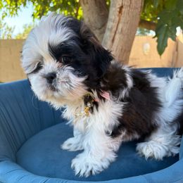 Poppy - Black and white female Shih Tzu puppy in Phoenix, Arizona from Spoiled Shih Tzu