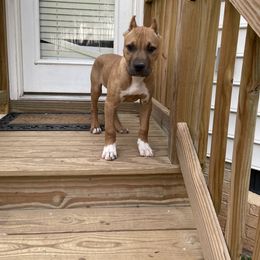 American Bully and American Pit Bull Terrier Puppies from Terminal Velocity Kennels LLC
