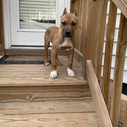 American Bully and American Pit Bull Terrier Puppies from Terminal Velocity Kennels LLC