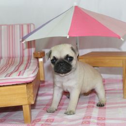 Kenzie - Fawn female Pug puppy in Morton, Illinois from Dream on puppies