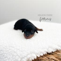Onyx - Black & tan male Maltipoo puppy in Huntsville, Texas from Nelson Creek Farms