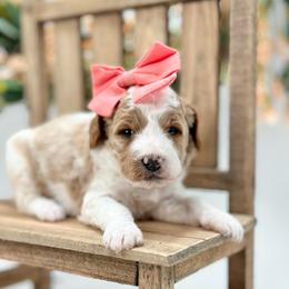 Magnolia - Parti female Goldendoodle puppy in Queen Creek, Arizona from Goldendoodle AZ