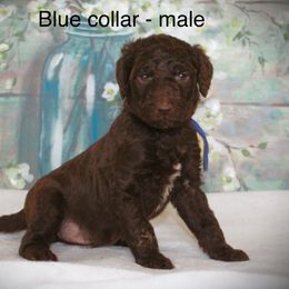 Goldendoodle Puppies from K9 Sidekicks, LLC