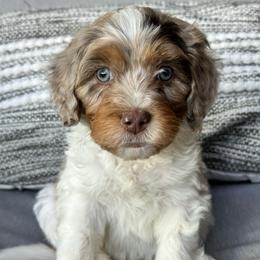 Isaac - Chocolate merle male Bernedoodle puppy in Oologah, Oklahoma from Timber Hills Poodles and Doodles