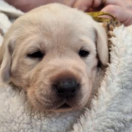Love U - Yellow female Labrador Retriever puppy in Martinsburg, West Virginia from Fetching Labrador Retrievers