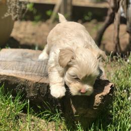 Shih Tzu Puppies from Nelly Kolomiyets