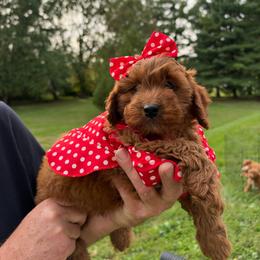 Aurora - Red  female Goldendoodle puppy in Germantown, Maryland from Honey Blossom Doodles