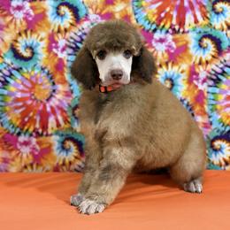 Orange - Brown male Poodle puppy in Houma, Louisiana from Smart Azz Poodles