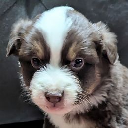 Munch - Red tri male Miniature Australian Shepherd puppy in Frankfort, Indiana from Haleys Farm