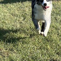 Jinx - Australian Shepherd