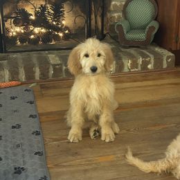Cora's little girl lime green - Apricot female Goldendoodle puppy in Hardeeville, South Carolina from Pups of the Lowcountry