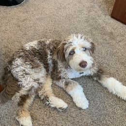 Aussiedoodles from Super Z Aussiedoodles