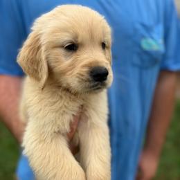 Tempe - Golden female Golden Retriever puppy in Warrenton, Virginia from Four Lochs LLC