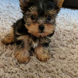 Ellie - Black and tan female Yorkshire Terrier puppy in Kingston, Oklahoma from Lake Life