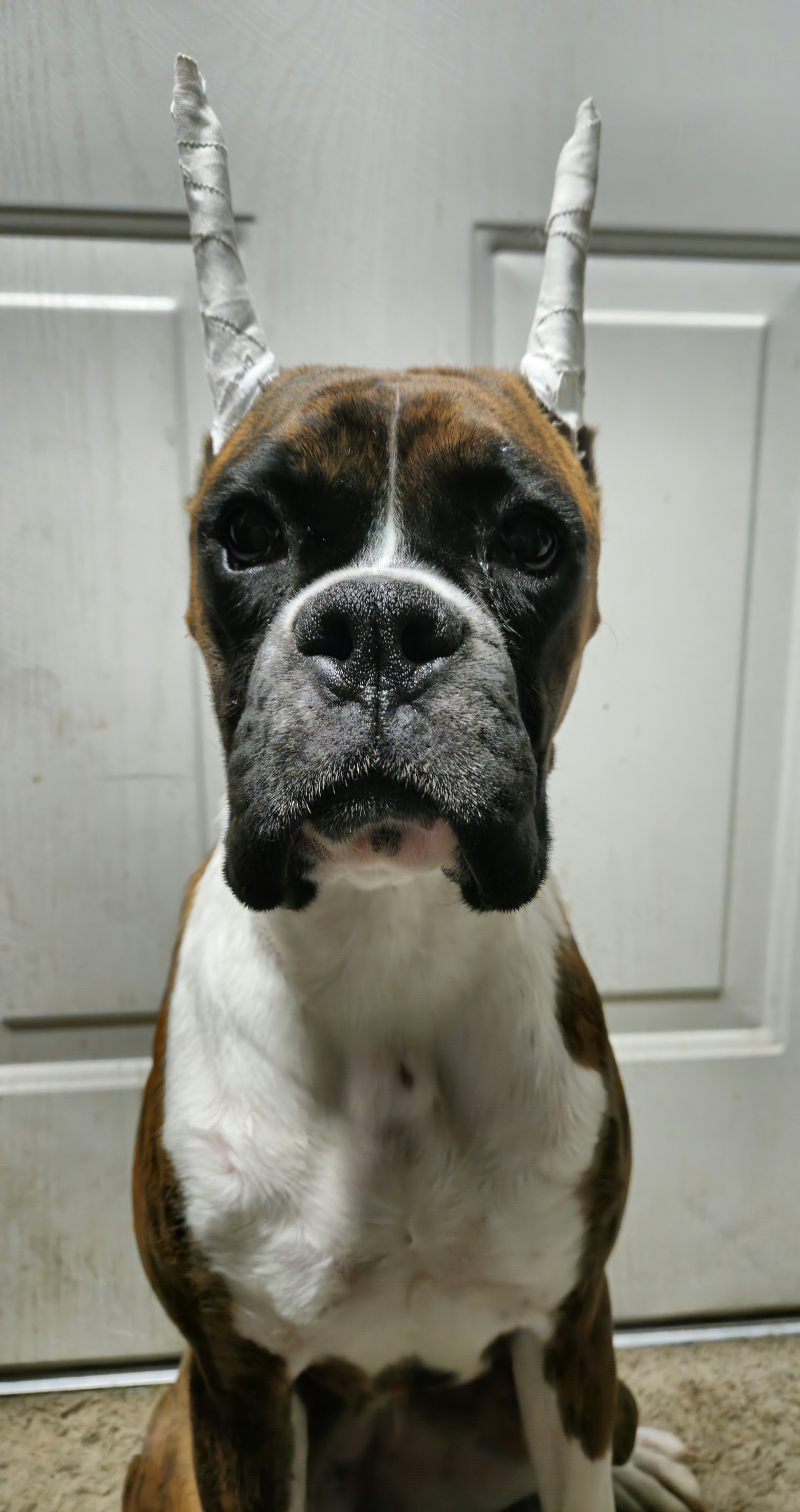 Clarice - Boxer