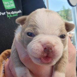 Boston Terrier and French Bulldog Puppies from Legends Frenchton's, French Bulldogs ,Boston Terriers & French Bullhuahua's