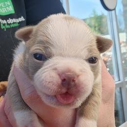 Boston Terrier and French Bulldog Puppies from Legends Frenchton's, French Bulldogs ,Boston Terriers & French Bullhuahua's
